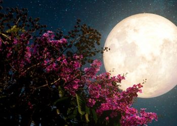 Se aproxima la “Luna llena de flor”: Conozca dónde y cuándo se podrá ver
