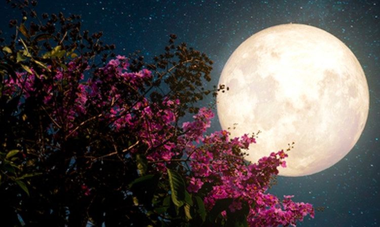 Se aproxima la “Luna llena de flor”: Conozca dónde y cuándo se podrá ver