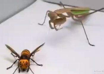 Mantis religiosa devora a un temido avispón asesino en pocos minutos