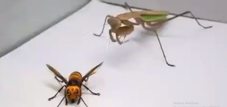 Mantis religiosa devora a un temido avispón asesino en pocos minutos