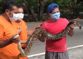 Ciudadano se lleva el susto de su vida al encontrar una “pequeña” masacuata en el patio de su casa