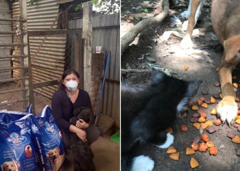 Perros y gatos rescatados también son beneficiados con alimento durante esta emergencia