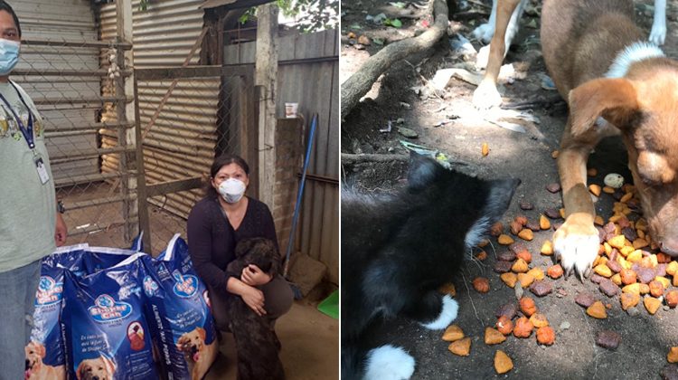 Perros y gatos rescatados también son beneficiados con alimento durante esta emergencia