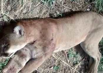 “Actuaremos con toda la rigurosidad” contra cazadores de puma en Chalatenango, afirma titular del MARN
