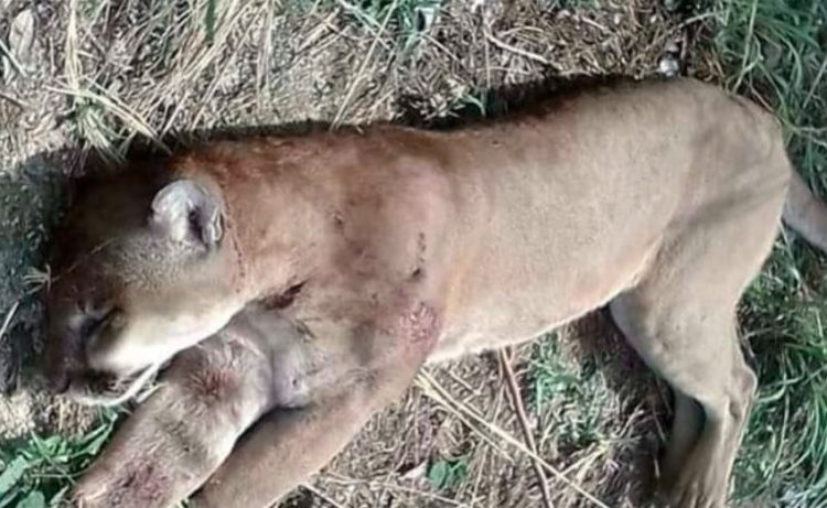 “Actuaremos con toda la rigurosidad” contra cazadores de puma en Chalatenango, afirma titular del MARN