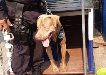 La policía cuenta con el apoyo de Rex para frenar el accionar delincuencial y hacer cumplir la cuarentena