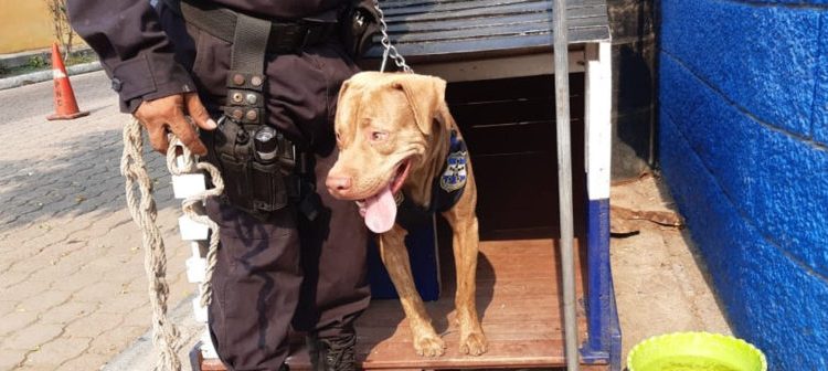 La policía cuenta con el apoyo de Rex para frenar el accionar delincuencial y hacer cumplir la cuarentena