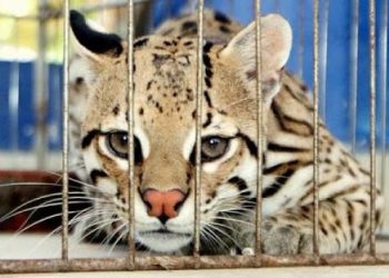 Lanzan campaña para prohibir comercio de vida silvestre en el mundo