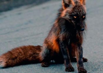 Cuarentena: Ante la ausencia de humanos, captan un “zorro de fuego” en la carretera