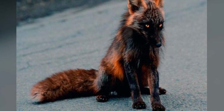 Cuarentena: Ante la ausencia de humanos, captan un “zorro de fuego” en la carretera