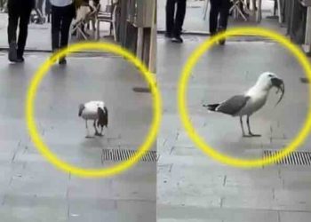 Sorprende video de gaviota que engulle a una gigantesca rata en plena calle de Roma
