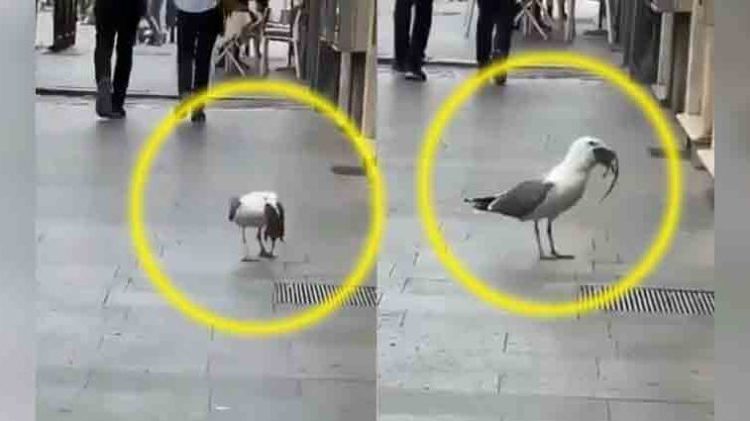 Sorprende video de gaviota que engulle a una gigantesca rata en plena calle de Roma