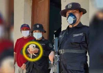 Ciudadano rescata un pequeño búho y lo entrega a las autoridades