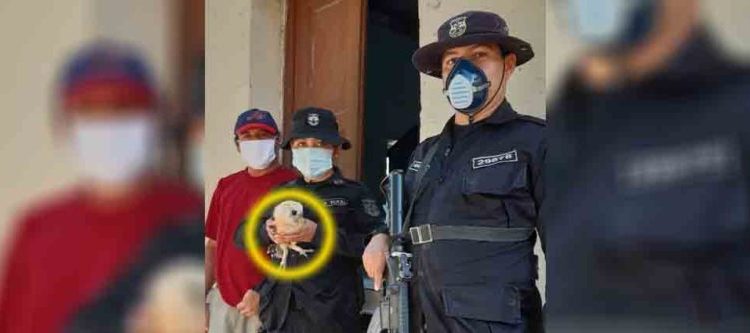 Ciudadano rescata un pequeño búho y lo entrega a las autoridades