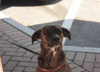 Publica una foto de su perro sentado como un humano y enamora a la Red