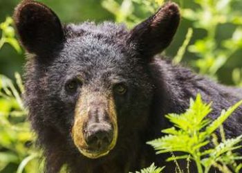 Un hombre reta un oso que intenta saquear un comedero de pájaros y el animal se retira