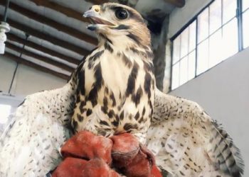 PNC rescata a un gavilán que tenían como mascota: Sus captores le habían recortado las alas y el pico