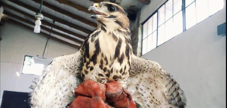 PNC rescata a un gavilán que tenían como mascota: Sus captores le habían recortado las alas y el pico