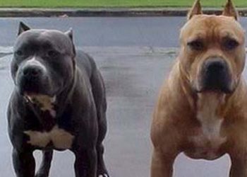 En Argentina, dos pitbulls le quitan la vida a un ladrón cuando intentó robar una vivienda