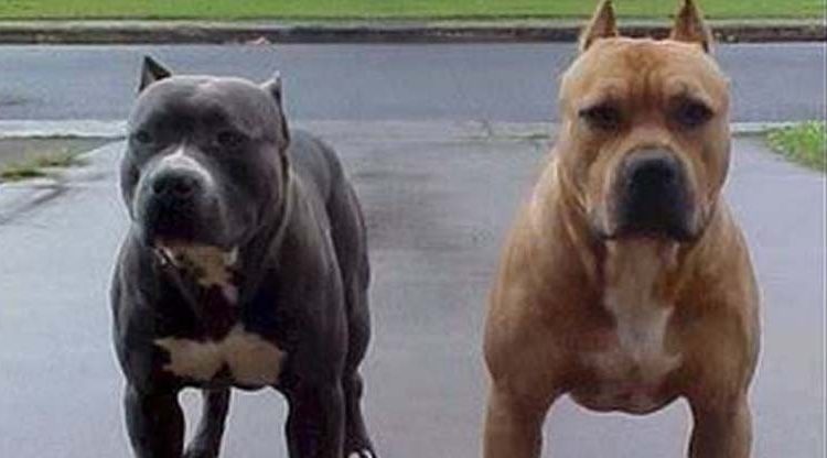 En Argentina, dos pitbulls le quitan la vida a un ladrón cuando intentó robar una vivienda