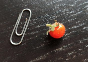 Personas que encontraron una cosa en un millón