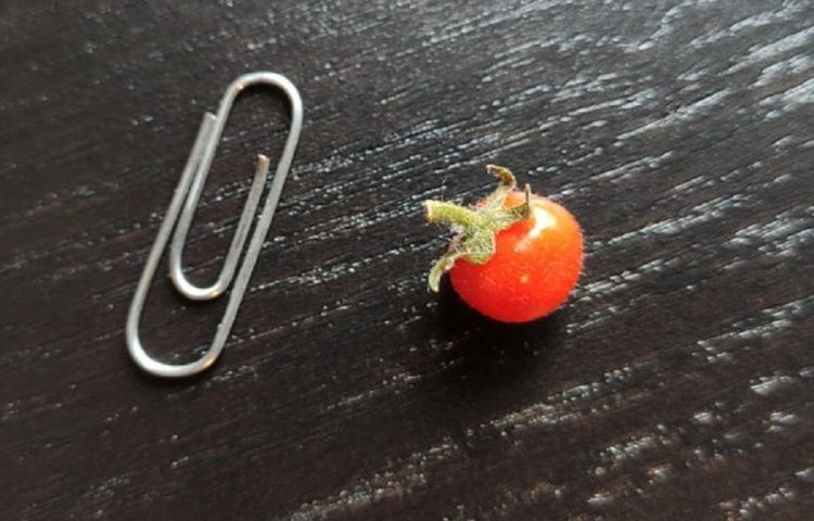 Personas que encontraron una cosa en un millón