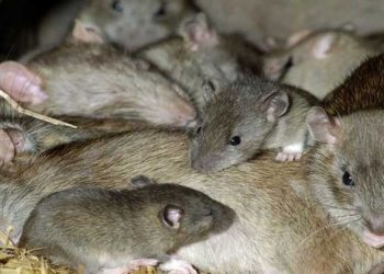 Detectan ratas infectadas de coronavirus en restaurantes de Vietnam