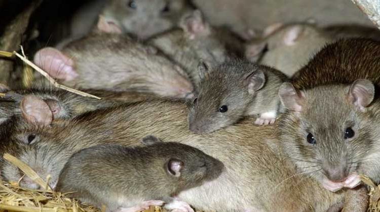 Detectan ratas infectadas de coronavirus en restaurantes de Vietnam