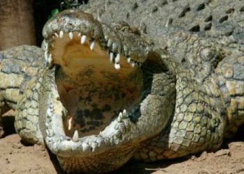 India: Atrapan a un cocodrilo de 4 metros de largo que mató a siete personas