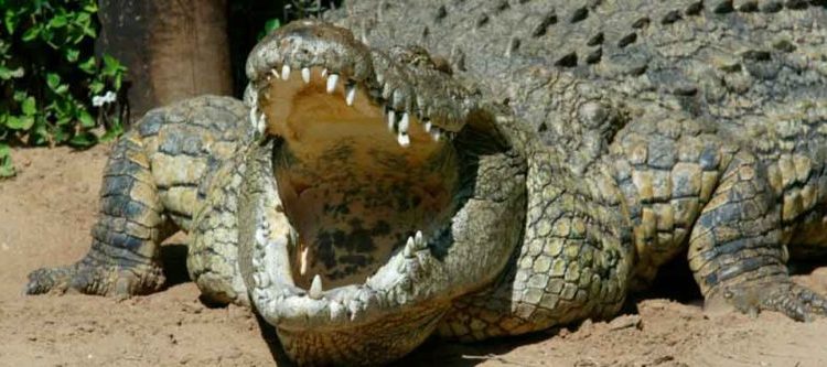 India: Atrapan a un cocodrilo de 4 metros de largo que mató a siete personas