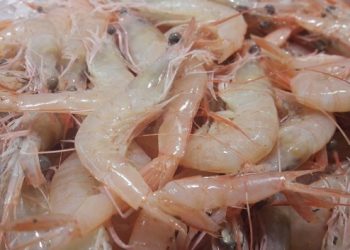 China halla camarones con COVID-19 y suspende importaciones