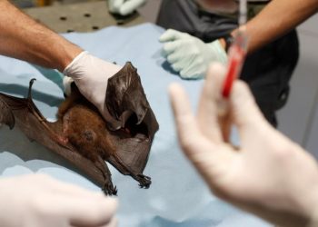 El nuevo coronavirus sería 1.000 veces más eficaz para infectar humanos que su pariente más cercano encontrado en murciélagos
