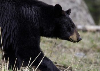 Se despierta por un ruido en la cocina y al ir a ver qué pasa le ataca un oso