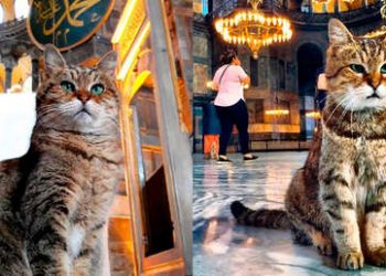 La famosa gata de la basílica de Santa Sofía seguirá viviendo en el templo pese al cambio a mezquita