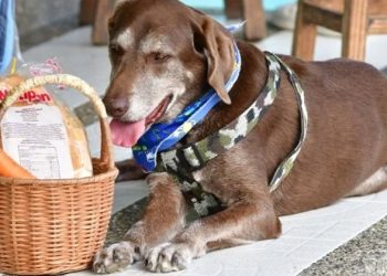 Perro repartidor es víctima de un asalto; los desalmados le despojaron los productos con todo y canasta