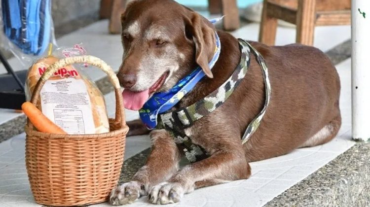Perro repartidor es víctima de un asalto; los desalmados le despojaron los productos con todo y canasta