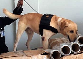 Agentes caninos se mantienen activos para detectar cualquier ilícito en puntos fronterizos