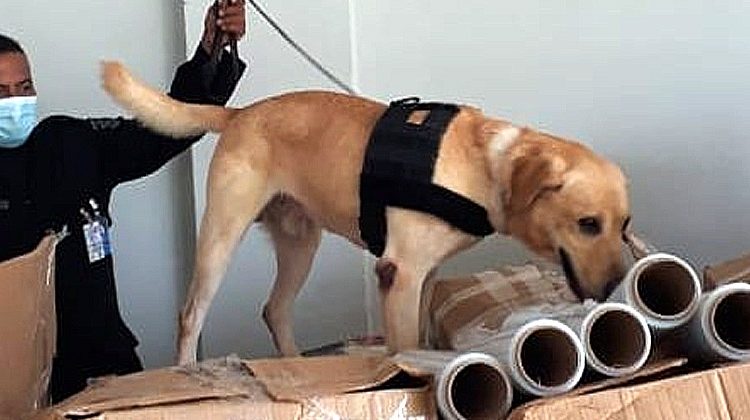 Agentes caninos se mantienen activos para detectar cualquier ilícito en puntos fronterizos