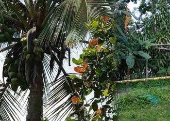 Hombre pierde la vida en Cojutepeque al intentar instalar lámina para evitar que ardillas no molestaran sus cocos