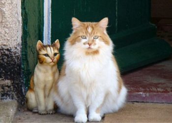 Ha fallecido el gato más viejo del mundo