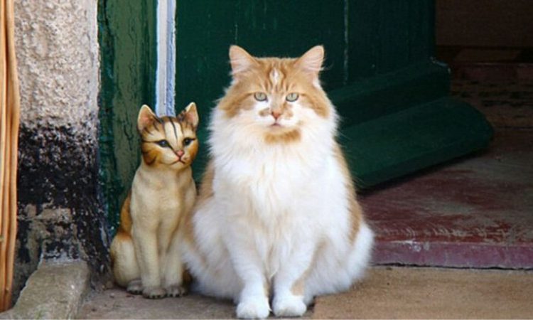 Ha fallecido el gato más viejo del mundo