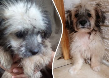 Ella es Morita, una perrita rescatada de una quebrada durante la pasada tormenta tropical