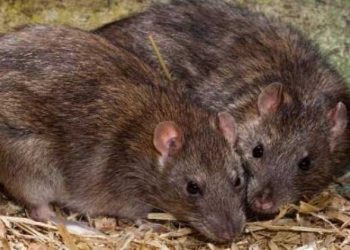 Dos ratas luchan cuerpo a cuerpo frente a un gato que no se molesta en intervenir