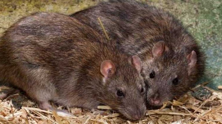 Dos ratas luchan cuerpo a cuerpo frente a un gato que no se molesta en intervenir