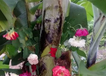 Aseguran que rostro de Jesús apareció en una huerta y pobladores le hacen un altar