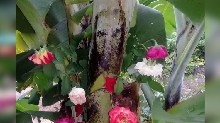 Aseguran que rostro de Jesús apareció en una huerta y pobladores le hacen un altar