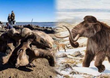 Encuentran los restos de un mamut bien conservado que habitó en la tierra hace 10 mil años