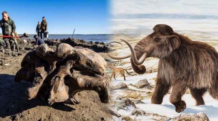 Encuentran los restos de un mamut bien conservado que habitó en la tierra hace 10 mil años