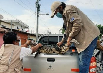 Rescatan a un cocodrilo que estaba en manos de una familia en Zacatecoluca