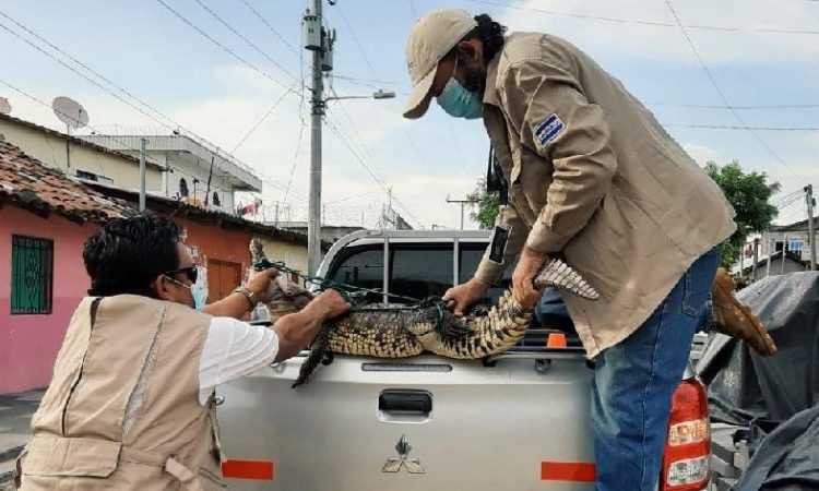Rescatan a un cocodrilo que estaba en manos de una familia en Zacatecoluca